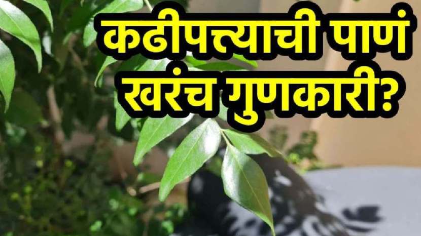 benefits of eating curry leaves