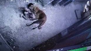 thane stray dog seriously injured two year old girl in diva