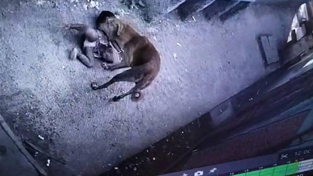 thane stray dog seriously injured two year old girl in diva thane stray dog seriously injured two year old girl in diva