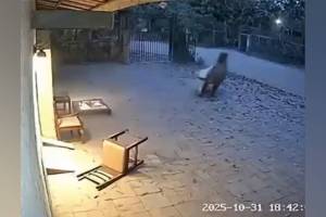 tiger attack video fake, Chandrapur forest guard incident, AI-generated wildlife videos, fake wildlife video viral, Brahmapuri tiger video, Maharashtra forest department news, wildlife conflict management,