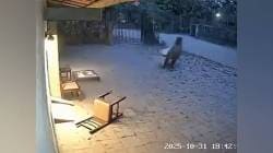 Video : वाघाने वनरक्षकाला ओढत नेले, पुन्हा परत आणले! ‘एआय’निर्मित व्हिडिओचे वनखात्यासमोर नवे आव्हान