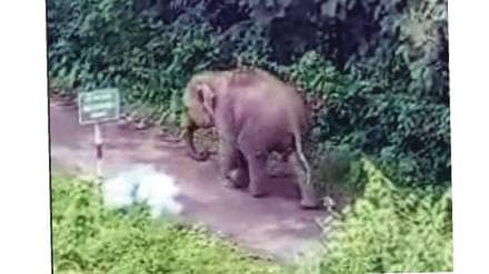 bomb attack on omkar elephant