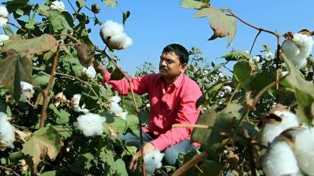 cotton prices in state fallen farmers in trouble