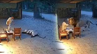 ai video of tiger attacking forest guard went viral social media