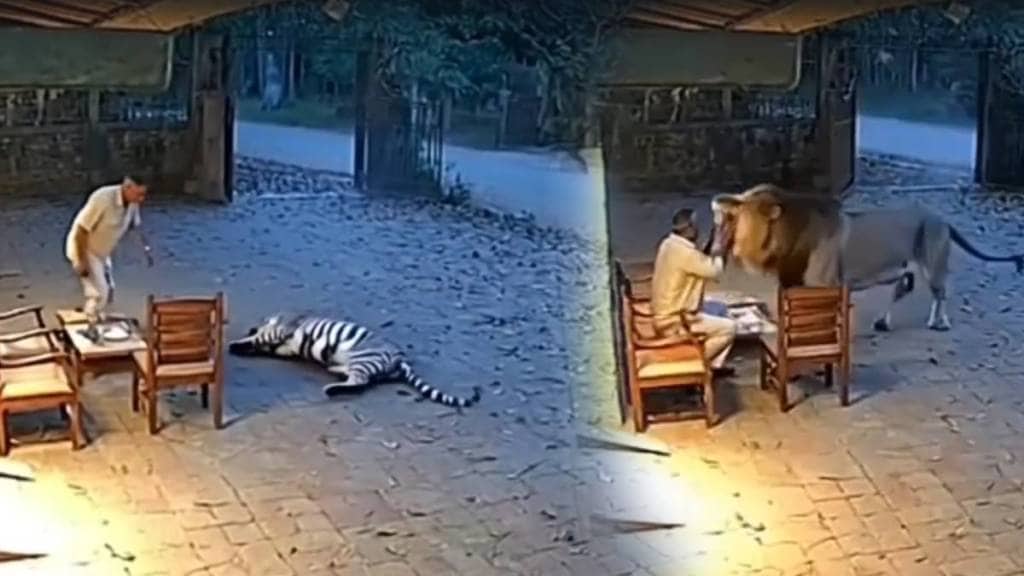 ai video of tiger attacking forest guard went viral social media ai video of tiger attacking forest guard went viral social media