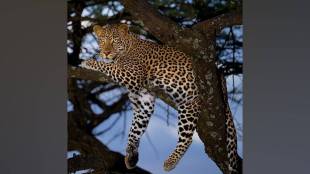 Gondia leopard problem, Arjuni Morgaon agriculture, paddy crop damage rain, leopard attacks safety, forest department response Maharashtra,