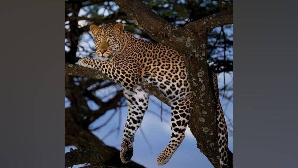 Gondia leopard problem, Arjuni Morgaon agriculture, paddy crop damage rain, leopard attacks safety, forest department response Maharashtra, Gondia leopard problem, Arjuni Morgaon agriculture, paddy crop damage rain, leopard attacks safety, forest department response Maharashtra,