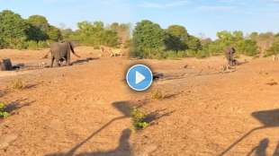 Elephant saves her two cubs
