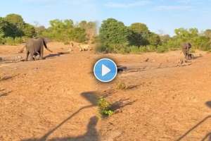 Elephant saves her two cubs