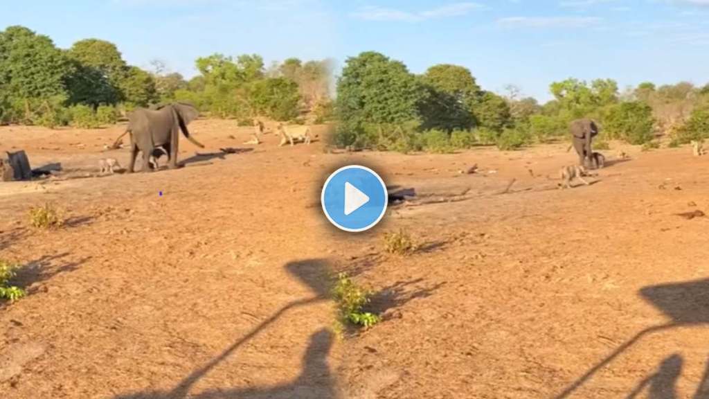 Elephant saves her two cubs