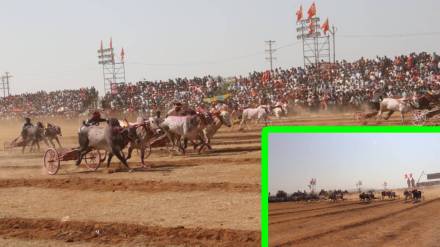 bullock cart race Sangli, bailgadi sharyat winners, Srinath Kesari bullock race, Fortuner prize bullock cart race, Helicopter Baijya bullock pair, Breakfaill bullock pair, bullock cart race Maharashtra, bullock race event, bullock cart race Sangli, bailgadi sharyat winners, Srinath Kesari bullock race, Fortuner prize bullock cart race, Helicopter Baijya bullock pair, Breakfaill bullock pair, bullock cart race Maharashtra, bullock race event,