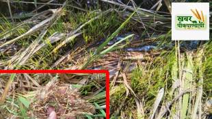 Konkan rice crop damage, October November heavy rains Konkan, mango season delay Konkan, rice harvest loss Konkan, Konkan agricultural weather impact, Hapus mango delay, Konkan rainy season crop damage, economic impact of heavy rains Konkan, Konkan mango flowering issues,