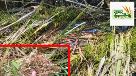 Konkan rice crop damage, October November heavy rains Konkan, mango season delay Konkan, rice harvest loss Konkan, Konkan agricultural weather impact, Hapus mango delay, Konkan rainy season crop damage, economic impact of heavy rains Konkan, Konkan mango flowering issues,