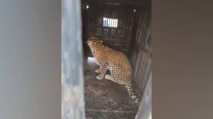 leopard capture Nashik, Nashik forest department, leopard in Shinde area, leopard roaming near humans, leopard safety Nashik, leopard incidents Maharashtra, wildlife control Nashik,