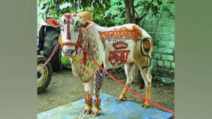 Srinath Kesari Sangli bullock cart race Sangli bull named Rudra won race