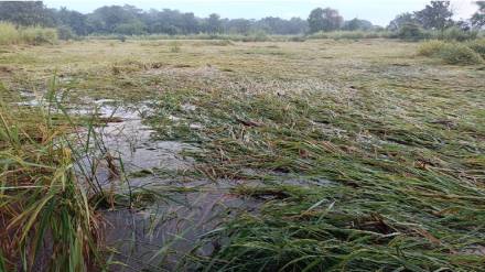 27 000 Palghar farmers miss rs 10 crore subsidy 27 000 Palghar farmers miss rs 10 crore subsidy