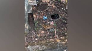 Kolhapur tiger sightings, human-wildlife conflict Kolhapur, Leopard attacks prevention, Sahyadri Ghats wildlife, tiger management strategies, Leopard safety measures, Kolhapur forest animals,