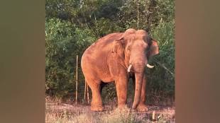 Sawantwadi elephant problem, Omkar elephant capture, Dodamarg elephant herd, elephant-human conflict Maharashtra, wildlife conservation Sawantwadi, elephant relocation plan,