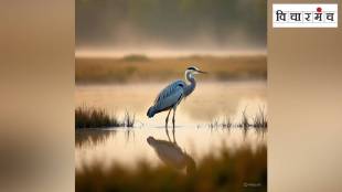 White Bellied Heron, critically endangered birds, Arunachal Pradesh herons, White Bellied Heron habitat, White Bellied Heron conservation, rare Himalayan birds, White Bellied Heron population status,