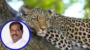 human-leopard conflict, Maharashtra leopards, Ganesh Naik statement, wildlife protection laws, leopard management Maharashtra, shooting leopards on sight, leopard attack solutions,