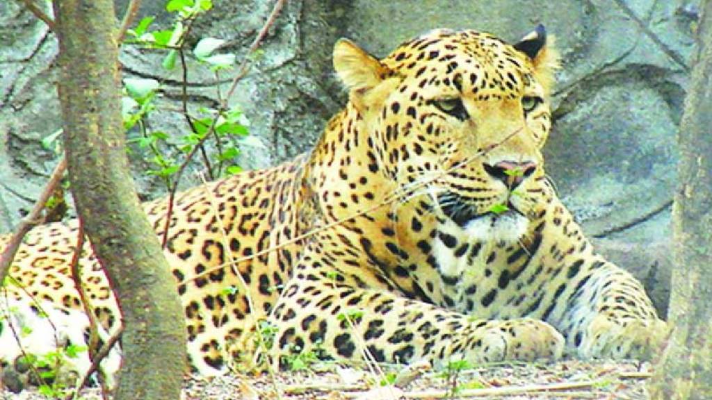 leopard attack in ahilyanagar leopard attack in ahilyanagar