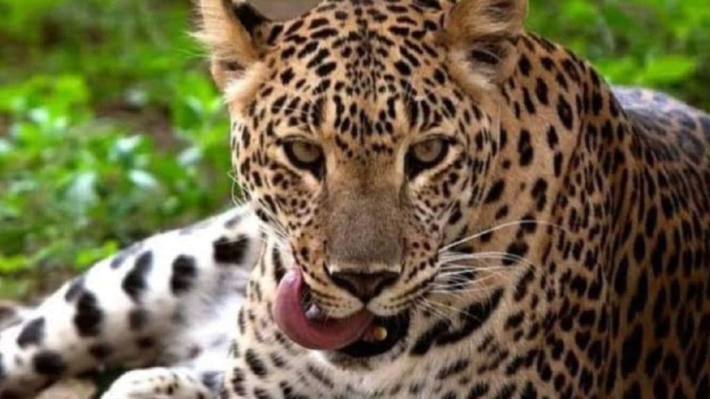 nashik leopard attack nashik leopard attack