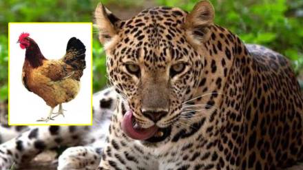 gondia leopard attack loksatta news gondia leopard attack loksatta news