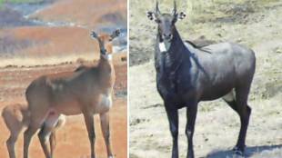nilgai in Nashik, Mamadapur Conservation Reserve animals, Nashik wildlife habitat, nilgai migration India, blackbuck conservation Maharashtra, Nashik wildlife sanctuary, Mamadapur wild animals,
