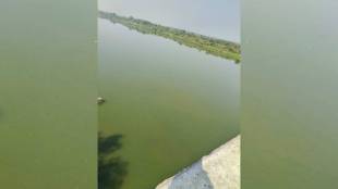 Painganga river water started looking green for last two
