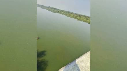 Painganga river water started looking green for last two Painganga river water started looking green for last two