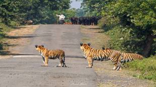human and tiger coexistence in Umred Pavani Kahadla Sanctuary