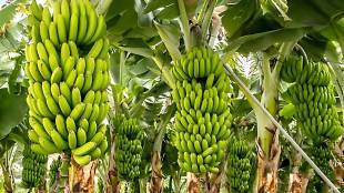 banana production in Jalgaon dropped and falling prices caused severe farmer distress