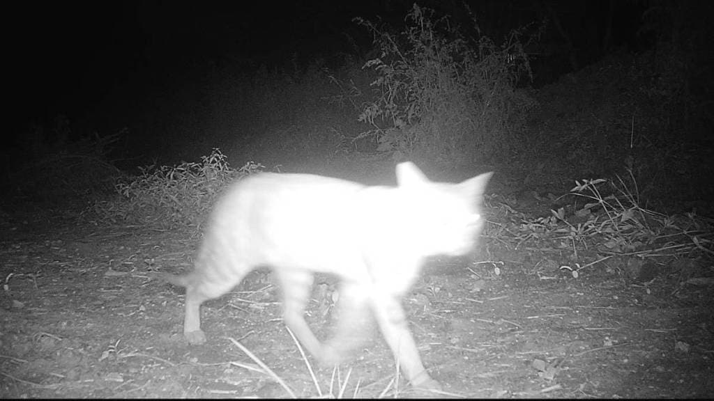 Bhonsla School camera installed captured wild cat Bhonsla School camera installed captured wild cat