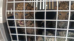 leopard deny cubs after human touch