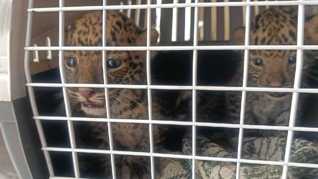 leopard deny cubs after human touch