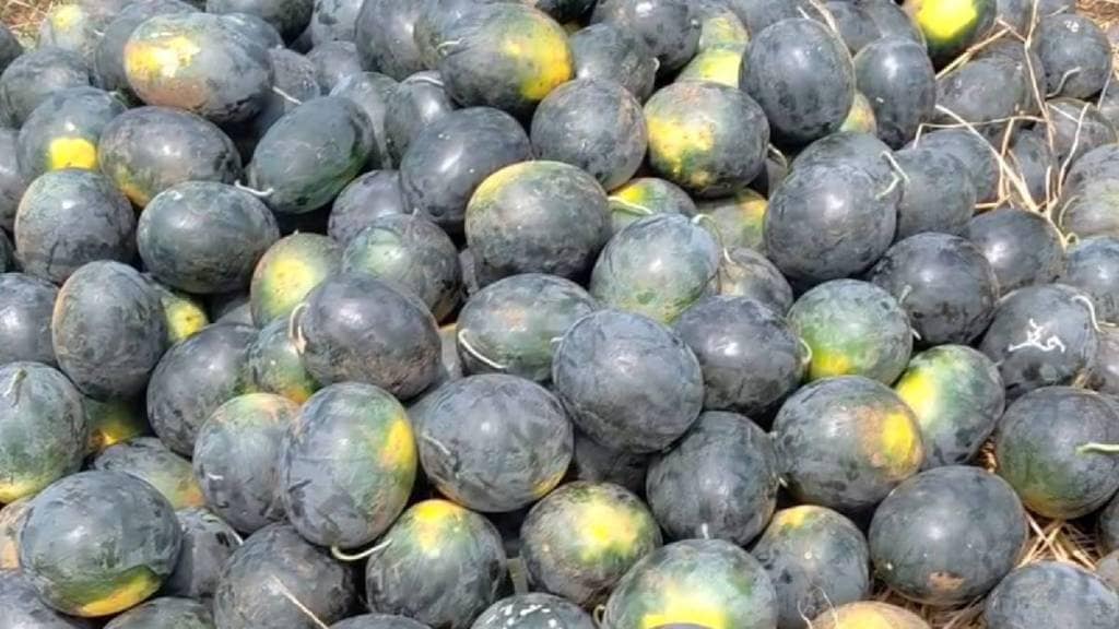alibag raigad watermelon farms alibag raigad watermelon farms