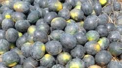 हंगामापूर्वीच माणगावात कलिंगडाचे बक्कळ पीक; तरूण शेतकऱ्यांची कमाल, पहिल्‍याच काढणीत मालामाल