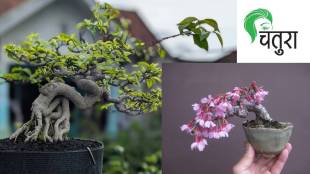 bonsai tree loksatta news