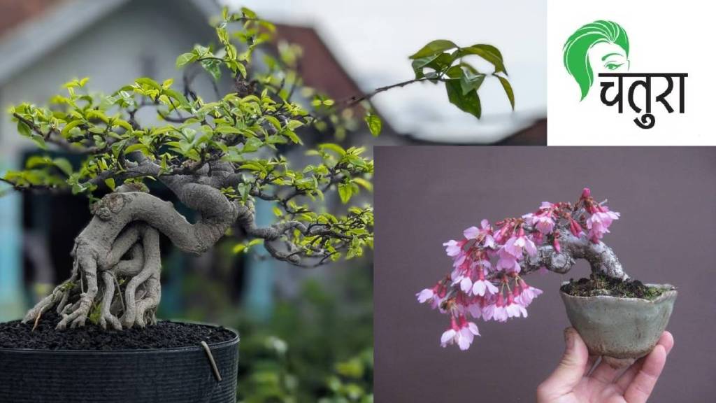 bonsai tree loksatta news bonsai tree loksatta news