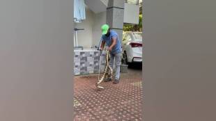 vasai virar cold weather saw rise of ghonas snakes five poisonous ones found three days