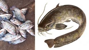 fish causes cancer loksatta news