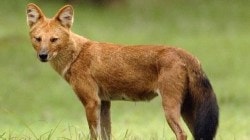 संगमेश्वरमधील शेतातील विद्युत तारेच्या धक्क्याने दोन कोळसुंद्यांचा मृत्यू