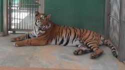 भायखळ्याच्या प्राणी संग्रहालयातील शक्ती वाघाचा संशयास्पद मृत्यू, आठ दिवस माहिती लपवली