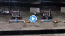 बापरे! बिबट्या चक्क लाडात आला… शिकार करायची सोडून घराबाहेर निवांत लोळताना दिसला; VIDEO पाहून नेटकऱ्यांच्या मजेशीर कमेंट्स चर्चेत