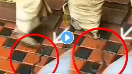 Snake bites woman Snake bites woman