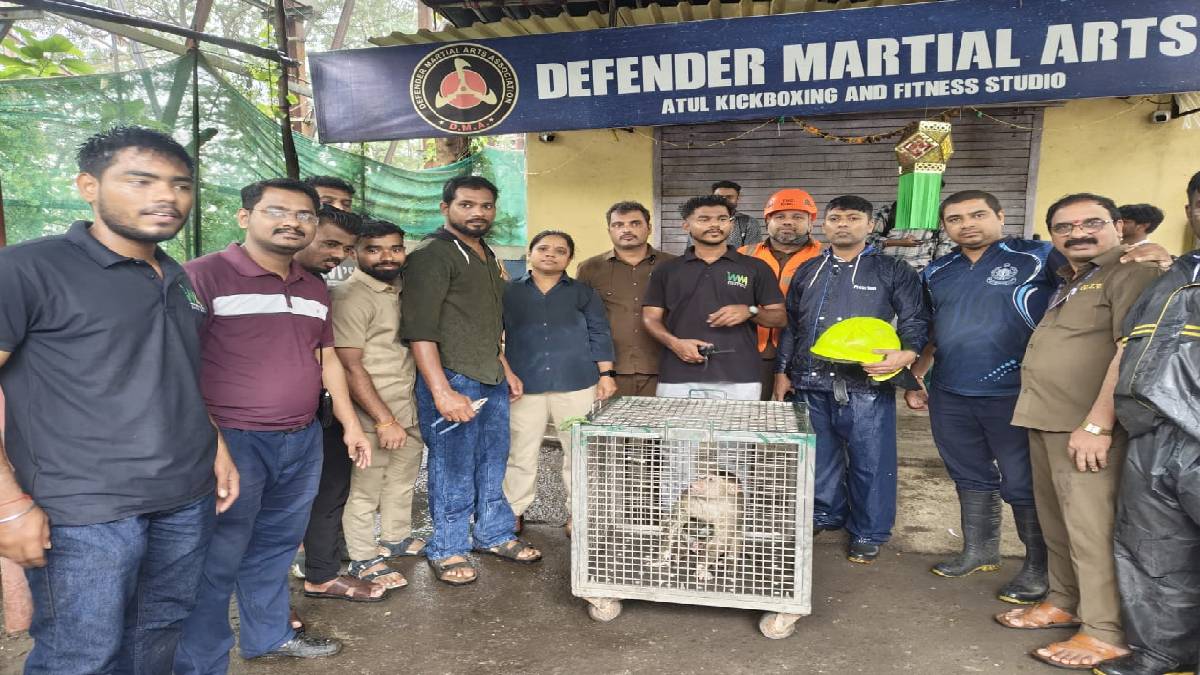 monkey electrocuted by wire in ghodbunder tikujiniwadi