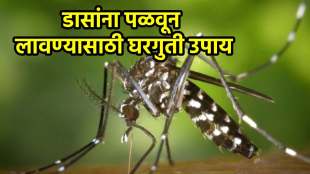 Homemade mosquito killer