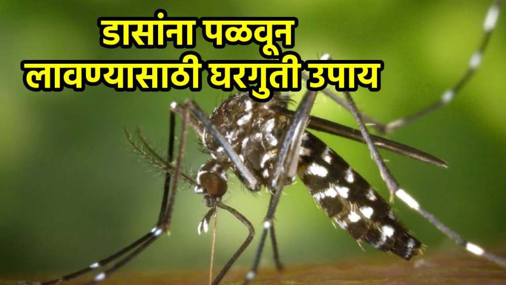 Homemade mosquito killer Homemade mosquito killer