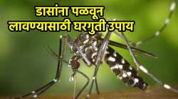 स्वयंपाकघरात लपलेल्या डासांना कायमचं पळवून लावण्यासाठी एक मिनिटांचा प्रभावी उपाय कराच