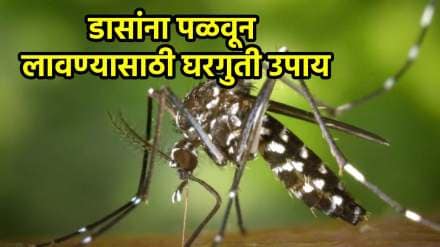 Homemade mosquito killer